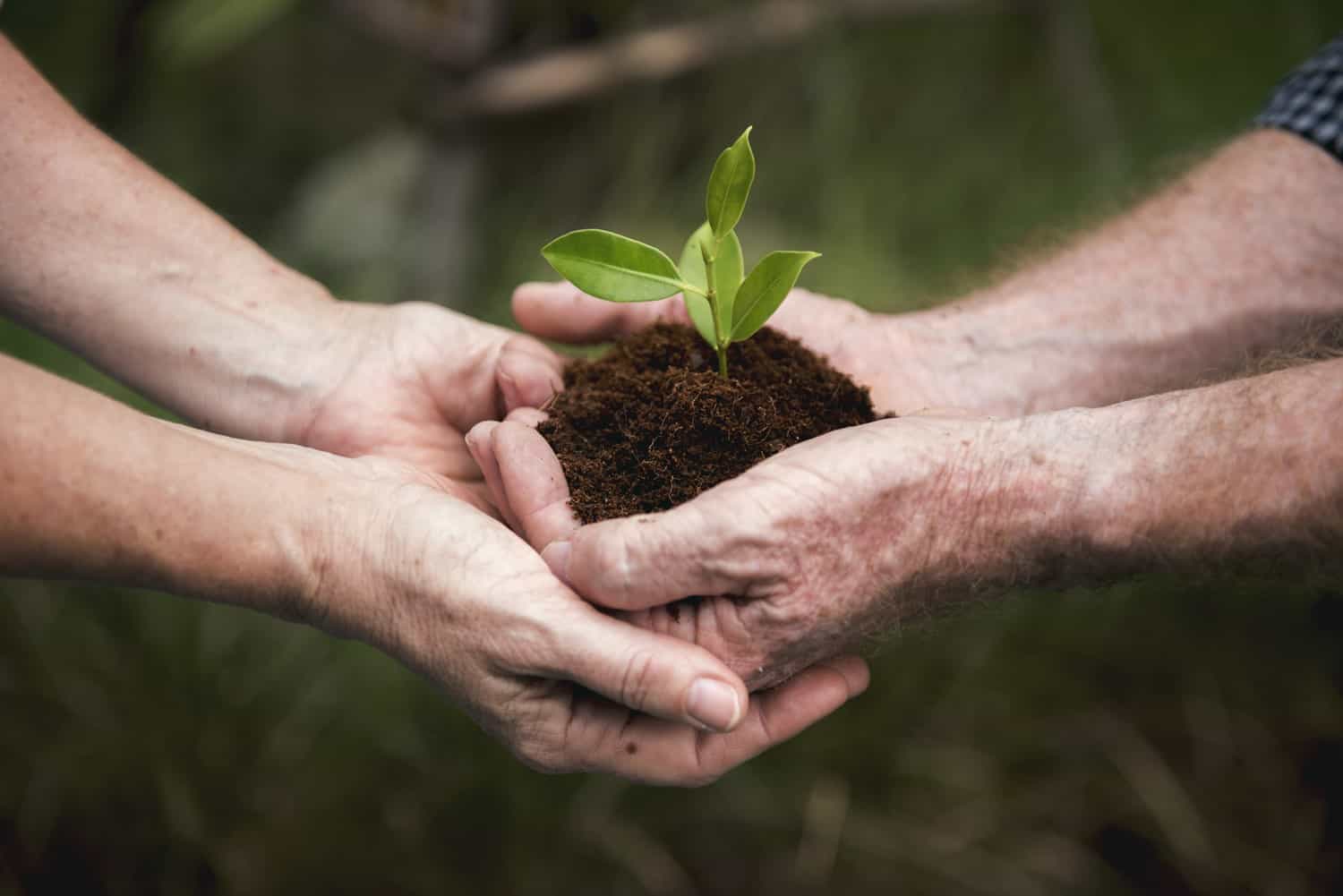 environmental conservation plant sustainability small